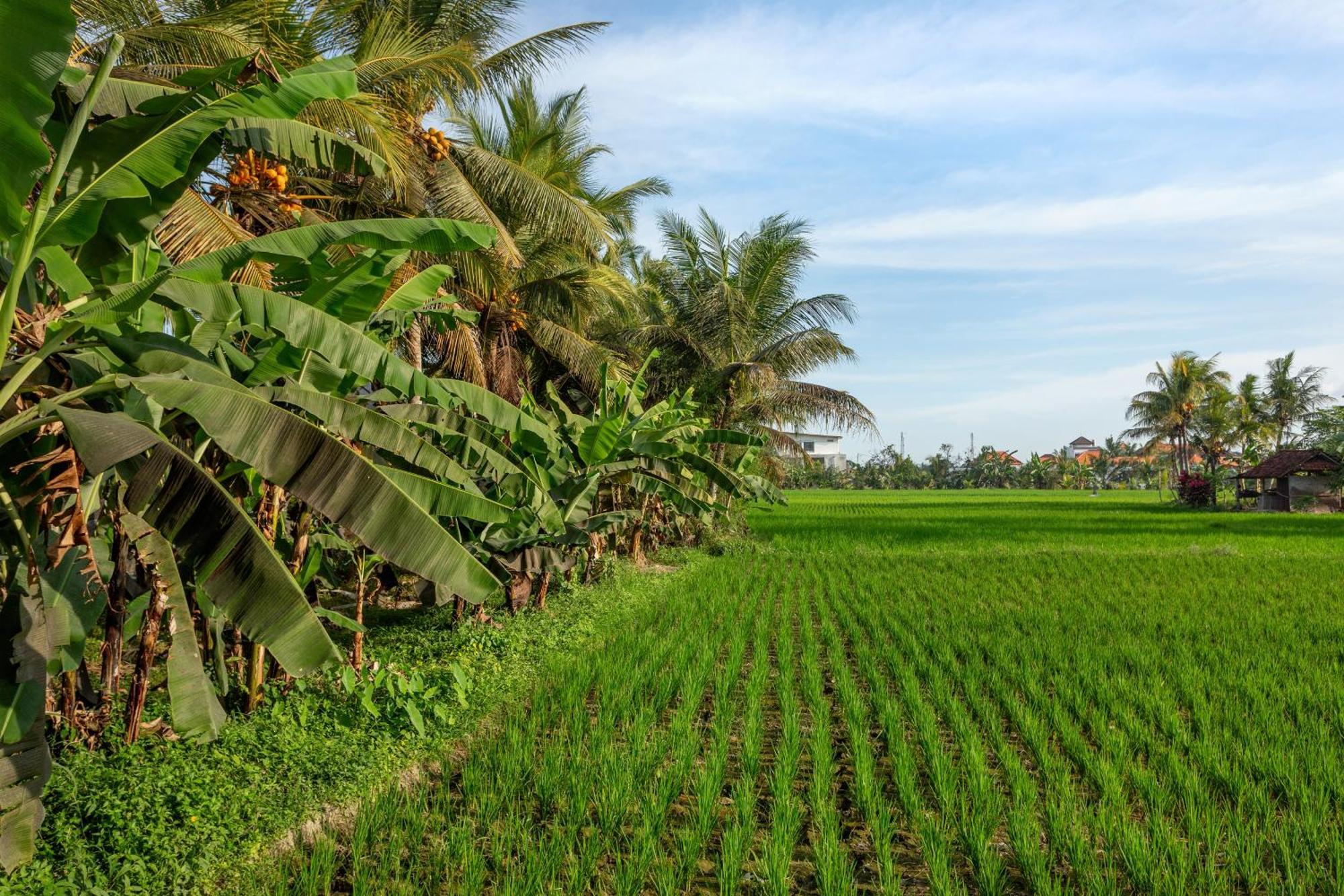 Green Flow Ubud Villas III Exteriör bild